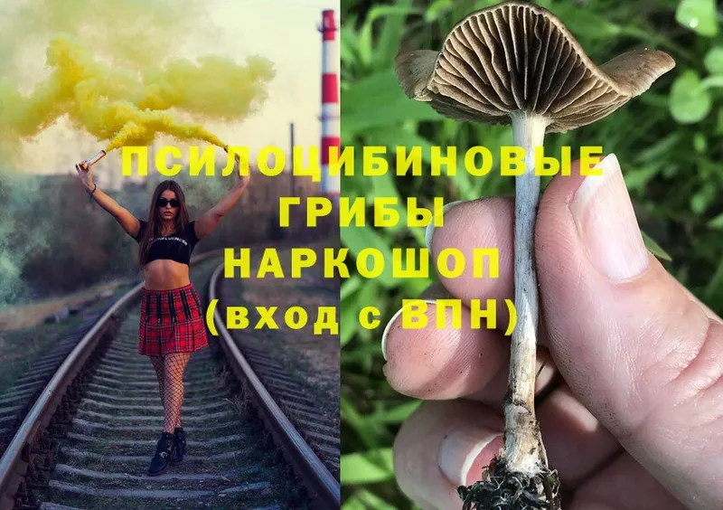 Псилоцибиновые грибы Psilocybe  Карабаново 